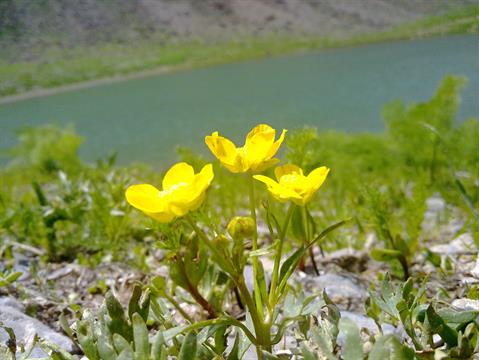 تصویر پرسش و پاسخ گیاه